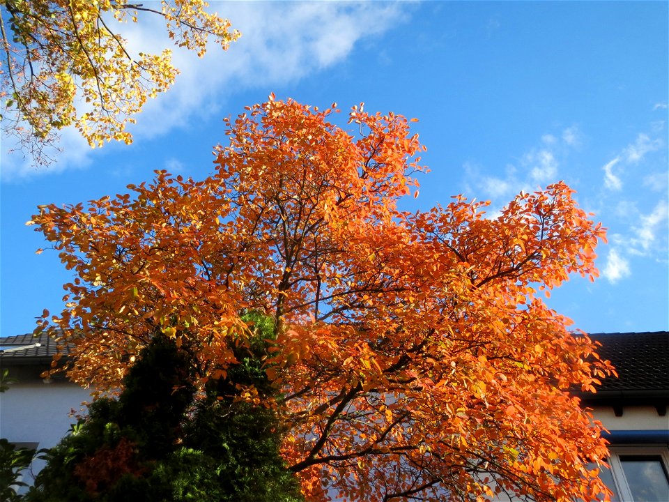 Kupfer-Felsenbirne (Amelanchier lamarckii) in Hockenheim