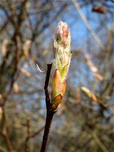 Knospen der Kupfer-Felsenbirne (Amelanchier lamarckii) in Hockenheim