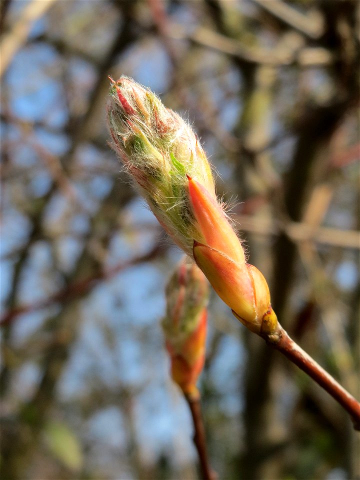 Knospen der Kupfer-Felsenbirne (Amelanchier lamarckii) in Hockenheim