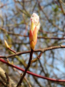 Knospen der Kupfer-Felsenbirne (Amelanchier lamarckii) in Hockenheim