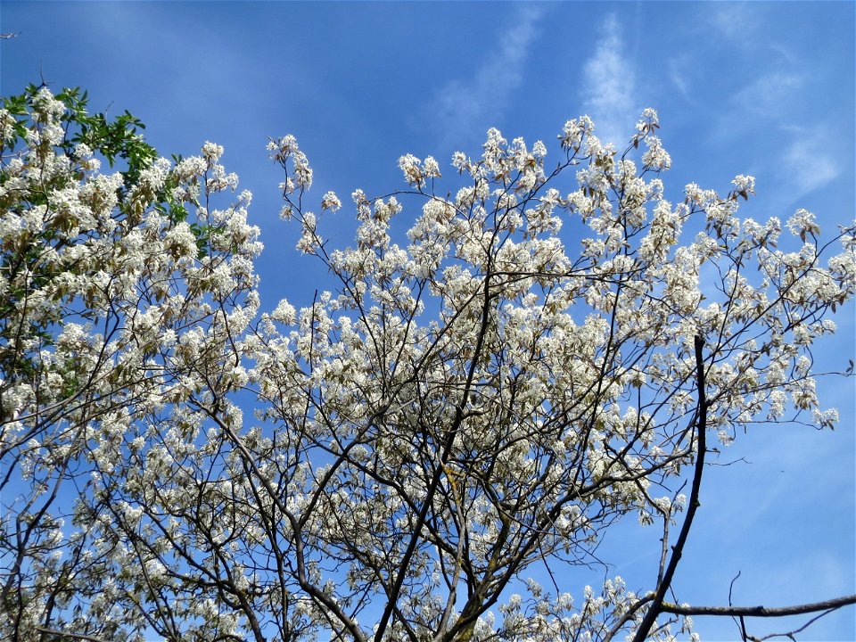 Kupfer-Felsenbirne (Amelanchier lamarckii) in Hockenheim - dieser aus Nord-Amerika eingeführter Baum blüht nur relativ kurz im März und April. In Hecken und Büschen gelegentlich verwildert.