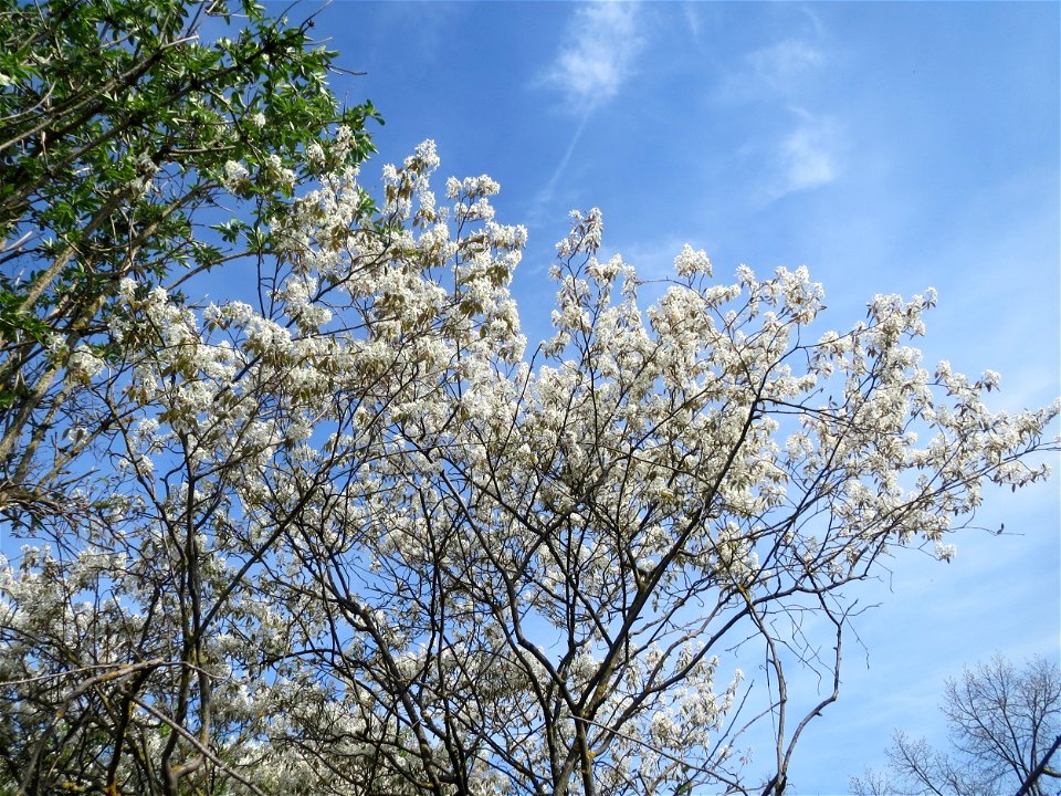 Kupfer-Felsenbirne (Amelanchier lamarckii) in Hockenheim - dieser aus Nord-Amerika eingeführter Baum bzw. Strauch blüht nur relativ kurz im März und April. In Hecken und Büschen gelegentlich verwilder