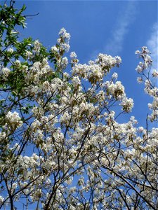 Kupfer-Felsenbirne (Amelanchier lamarckii) in Hockenheim - dieser aus Nord-Amerika eingeführter Baum bzw. Strauch blüht nur relativ kurz im März und April. In Hecken und Büschen gelegentlich verwilder