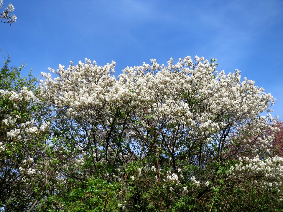 Kupfer-Felsenbirne (Amelanchier lamarckii) in Hockenheim - dieser aus Nord-Amerika eingeführter Baum bzw. Strauch blüht nur relativ kurz im März und April. In Hecken und Büschen gelegentlich verwilder