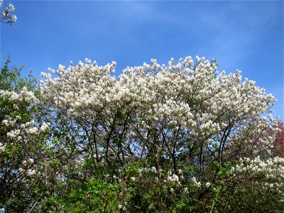 Kupfer-Felsenbirne (Amelanchier lamarckii) in Hockenheim - dieser aus Nord-Amerika eingeführter Baum bzw. Strauch blüht nur relativ kurz im März und April. In Hecken und Büschen gelegentlich verwilder
