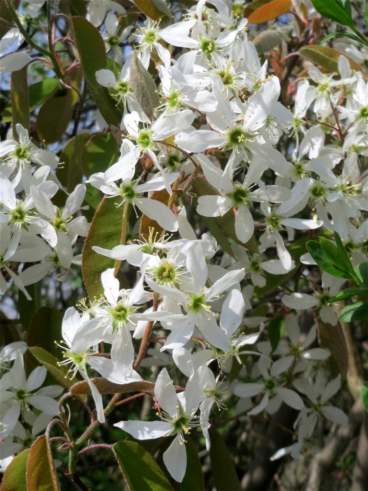 Kupfer-Felsenbirne (Amelanchier lamarckii) in Hockenheim - dieser aus Nord-Amerika eingeführter Baum bzw. Strauch blüht nur relativ kurz im März und April. In Hecken und Büschen gelegentlich verwilder