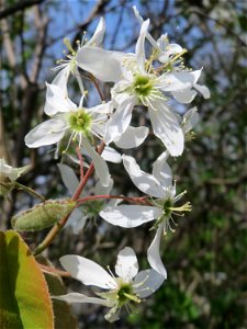 Kupfer-Felsenbirne (Amelanchier lamarckii) in Hockenheim - dieser aus Nord-Amerika eingeführter Baum bzw. Strauch blüht nur relativ kurz im März und April. In Hecken und Büschen gelegentlich verwilder