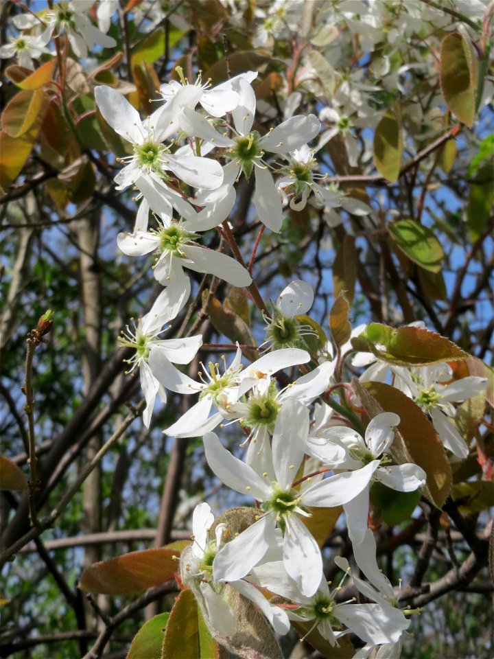 Kupfer-Felsenbirne (Amelanchier lamarckii) in Hockenheim - dieser aus Nord-Amerika eingeführter Baum bzw. Strauch blüht nur relativ kurz im März und April. In Hecken und Büschen gelegentlich verwilder