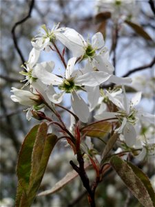 Kupfer-Felsenbirne (Amelanchier lamarckii) in Hockenheim - dieser aus Nord-Amerika eingeführter Baum blüht nur relativ kurz im März und April. In Hecken und Büschen gelegentlich verwildert.