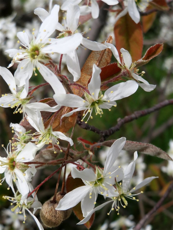 Kupfer-Felsenbirne (Amelanchier lamarckii) in Hockenheim - dieser aus Nord-Amerika eingeführter Baum blüht nur relativ kurz im März und April. In Hecken und Büschen gelegentlich verwildert.