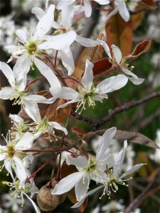Kupfer-Felsenbirne (Amelanchier lamarckii) in Hockenheim - dieser aus Nord-Amerika eingeführter Baum blüht nur relativ kurz im März und April. In Hecken und Büschen gelegentlich verwildert.