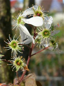 Kupfer-Felsenbirne (Amelanchier lamarckii) in Hockenheim - dieser aus Nord-Amerika eingeführter Baum bzw. Strauch blüht nur relativ kurz im März und April. In Hecken und Büschen gelegentlich verwilder