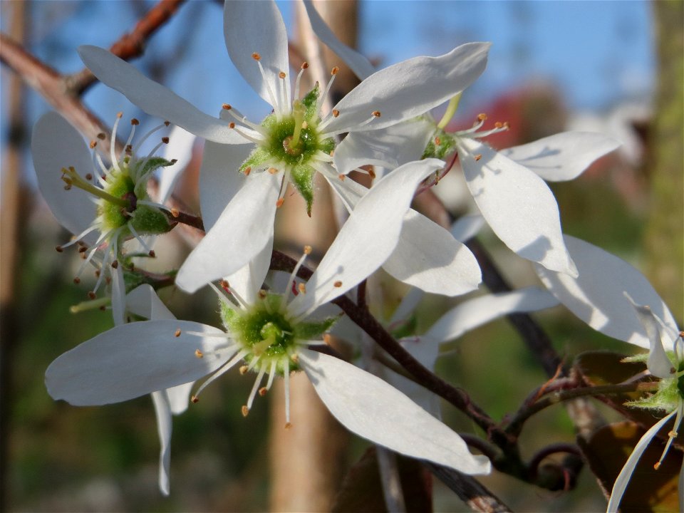 Kupfer-Felsenbirne (Amelanchier lamarckii) in Hockenheim - dieser aus Nord-Amerika eingeführter Baum bzw. Strauch blüht nur relativ kurz im März und April. In Hecken und Büschen gelegentlich verwilder