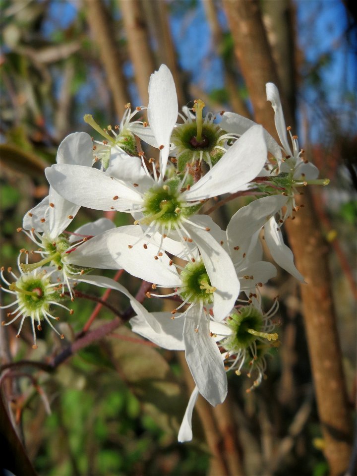 Kupfer-Felsenbirne (Amelanchier lamarckii) in Hockenheim - dieser aus Nord-Amerika eingeführter Baum bzw. Strauch blüht nur relativ kurz im März und April. In Hecken und Büschen gelegentlich verwilder