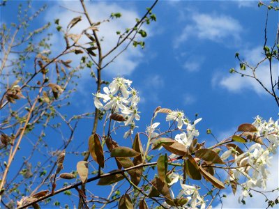 Kupfer-Felsenbirne (Amelanchier lamarckii) in Hockenheim - dieser aus Nord-Amerika eingeführter Baum bzw. Strauch blüht nur relativ kurz im März und April. In Hecken und Büschen gelegentlich verwilder