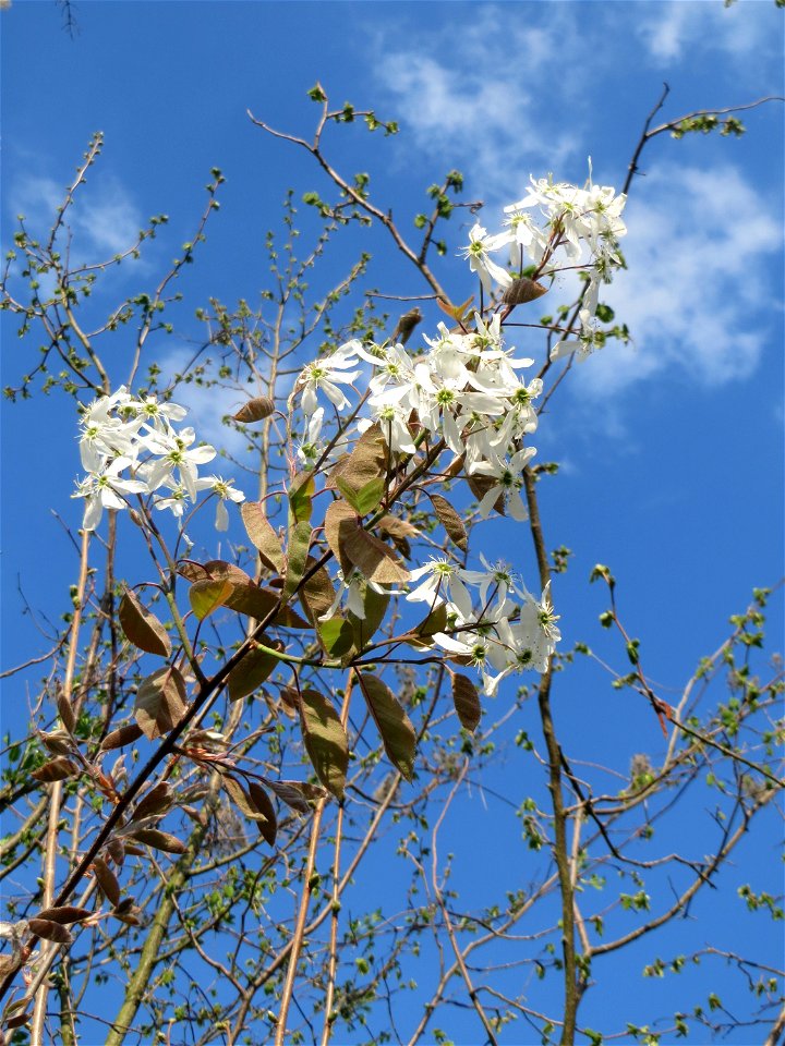Kupfer-Felsenbirne (Amelanchier lamarckii) in Hockenheim - dieser aus Nord-Amerika eingeführter Baum bzw. Strauch blüht nur relativ kurz im März und April. In Hecken und Büschen gelegentlich verwilder