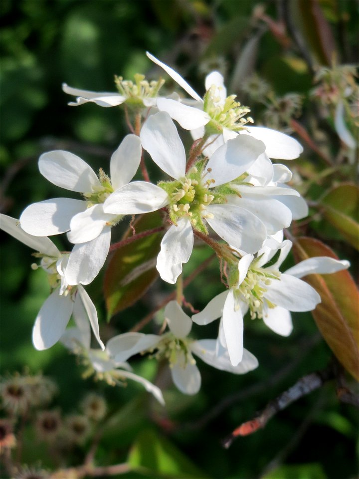 Kupfer-Felsenbirne (Amelanchier lamarckii) auf einem Grünstreifen zwischen Eisenbahnstraße und Am Damm in Hockenheim