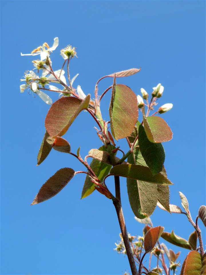Kupfer-Felsenbirne (Amelanchier lamarckii) auf einem Grünstreifen zwischen Eisenbahnstraße und Am Damm in Hockenheim