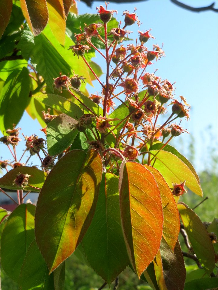 Verblühte Kupfer-Felsenbirne (Amelanchier lamarckii) in Hockenheim.