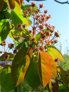 Verblühte Kupfer-Felsenbirne (Amelanchier lamarckii) in Hockenheim.