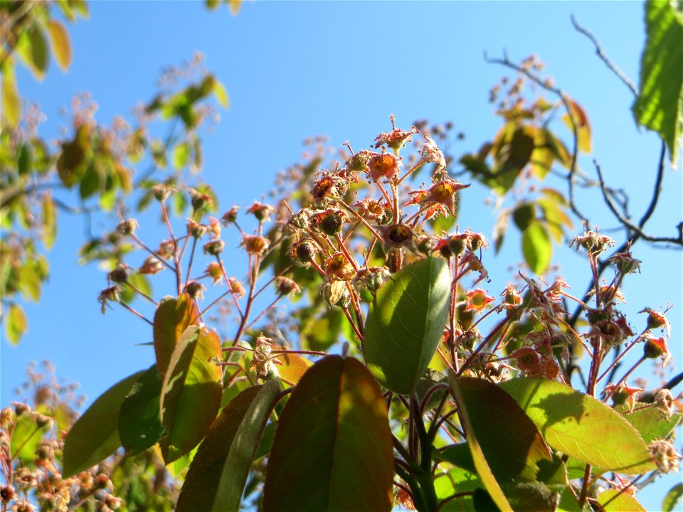 Verblühte Kupfer-Felsenbirne (Amelanchier lamarckii) in Hockenheim.