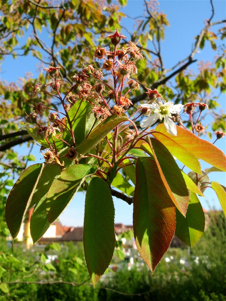 Verblühte Kupfer-Felsenbirne (Amelanchier lamarckii) in Hockenheim.