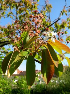 Verblühte Kupfer-Felsenbirne (Amelanchier lamarckii) in Hockenheim.