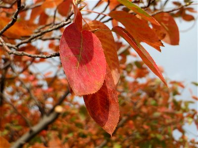 Namensgebende Herbstfärbund der Blätter der Kupfer-Felsenbirne (Amelanchier lamarckii) in einem Vorgarten in Schwetzingen - Ursprung: Osten Nordamerikas