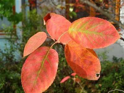 Namensgebende Herbstfärbund der Blätter der Kupfer-Felsenbirne (Amelanchier lamarckii) in einem Vorgarten in Schwetzingen - Ursprung: Osten Nordamerikas