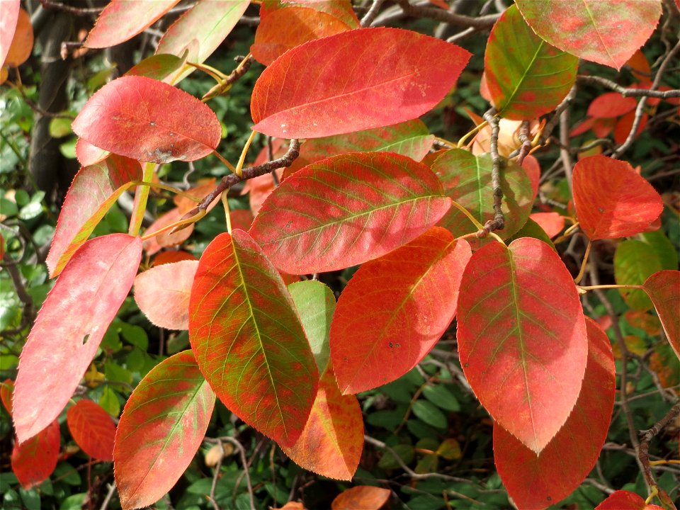 Namensgebende Herbstfärbund der Blätter der Kupfer-Felsenbirne (Amelanchier lamarckii) in einem Vorgarten in Schwetzingen - Ursprung: Osten Nordamerikas