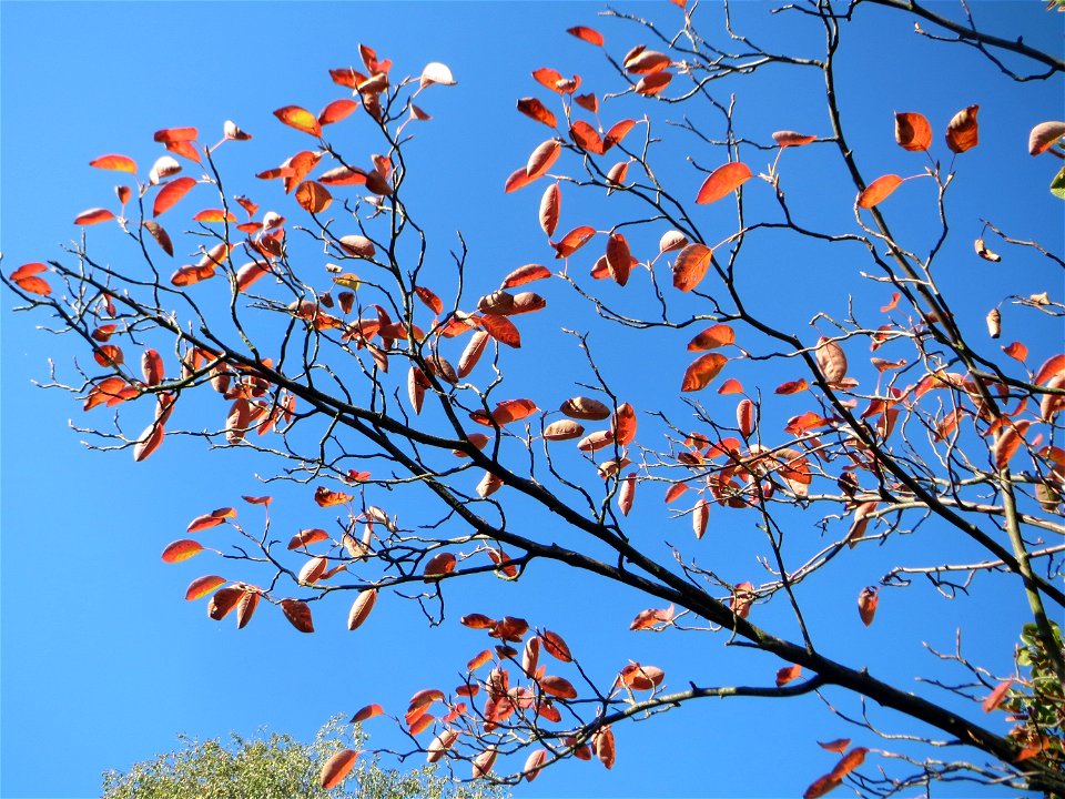 Kupfer-Felsenbirne (Amelanchier lamarckii) in Hockenheim - Ursprung: Nordamerika - an diesem Standort gepflanzt