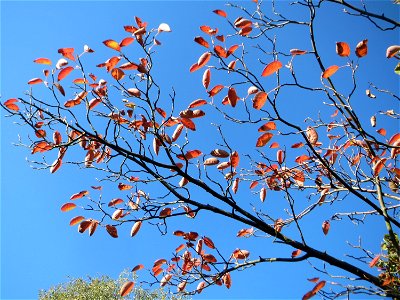 Kupfer-Felsenbirne (Amelanchier lamarckii) in Hockenheim - Ursprung: Nordamerika - an diesem Standort gepflanzt
