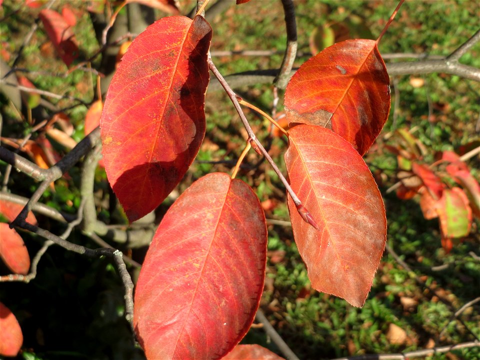 Kupfer-Felsenbirne (Amelanchier lamarckii) in Hockenheim - Ursprung: Nordamerika - an diesem Standort gepflanzt