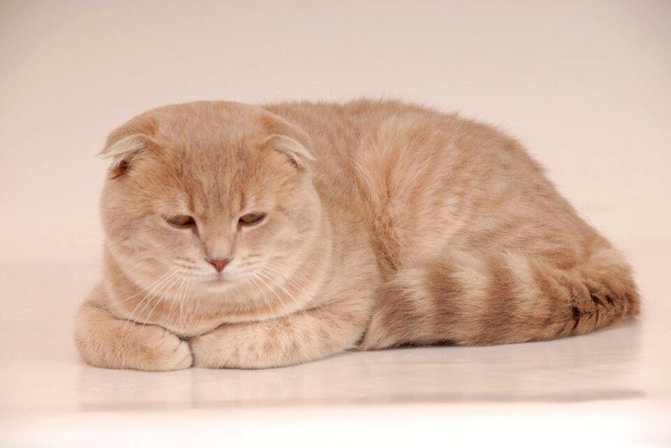 Scotish fold lilac - tabby