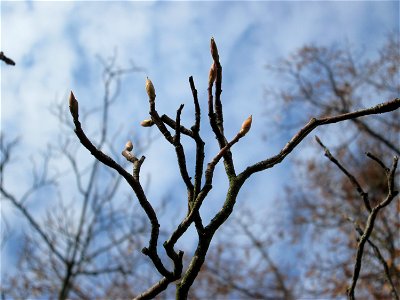 Knospen der Kupfer-Felsenbirne (Amelanchier lamarckii) in Hockenheim - Ursprung: Nordamerika