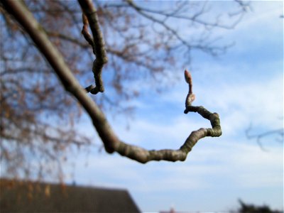 Knospen der Kupfer-Felsenbirne (Amelanchier lamarckii) in Hockenheim - Ursprung: Nordamerika, als Zierbaum eingeführt und oft verwildert