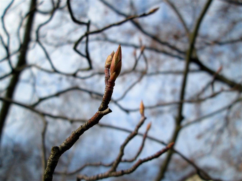 Knospen der Kupfer-Felsenbirne (Amelanchier lamarckii) in Hockenheim - Ursprung: Nordamerika, als Zierbaum eingeführt und oft verwildert