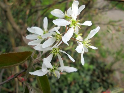 Kupfer-Felsenbirne (Amelanchier lamarckii) am Kraichbach Hockenheim - Usrprung Nordamerika, an diesem Standort vermutlich gepflanzt
