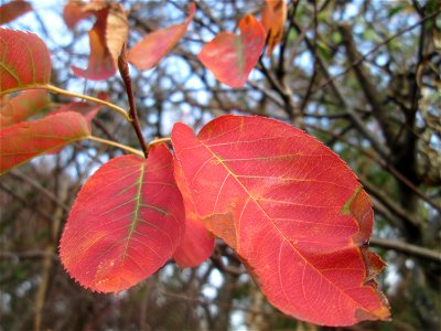 typische Herbstfärbung der Blätter der Kupfer-Felsenbirne (Amelanchier lamarckii) in Hockenheim - ursprünglich aus Nordamerika, hier stellenweise ausgewildert