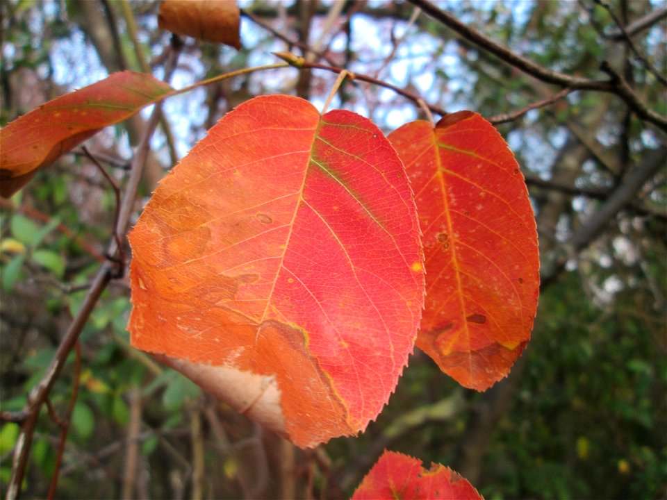 typische Herbstfärbung der Blätter der Kupfer-Felsenbirne (Amelanchier lamarckii) in Hockenheim - ursprünglich aus Nordamerika, hier stellenweise ausgewildert