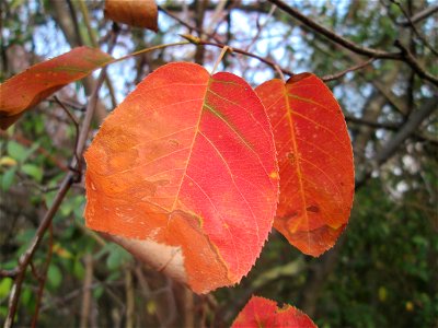 typische Herbstfärbung der Blätter der Kupfer-Felsenbirne (Amelanchier lamarckii) in Hockenheim - ursprünglich aus Nordamerika, hier stellenweise ausgewildert
