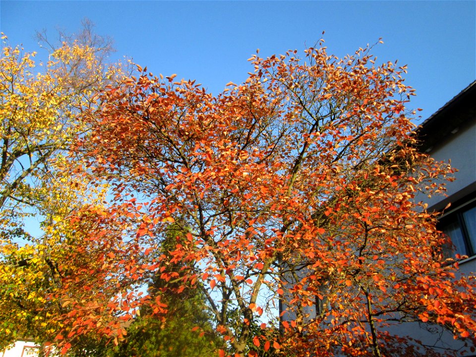 Kupfer-Felsenbirne (Amelanchier lamarckii) in Hockenheim - ursprünglich aus dem östlichen Nordamerika