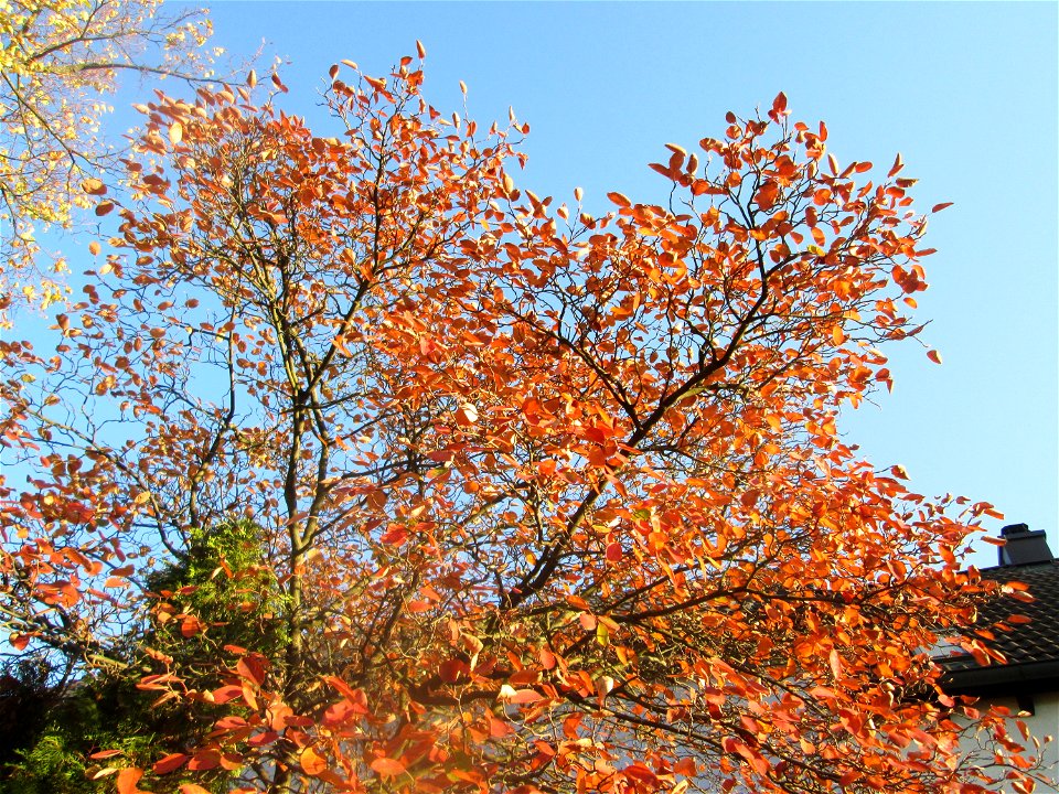 Kupfer-Felsenbirne (Amelanchier lamarckii) in Hockenheim - ursprünglich aus dem östlichen Nordamerika