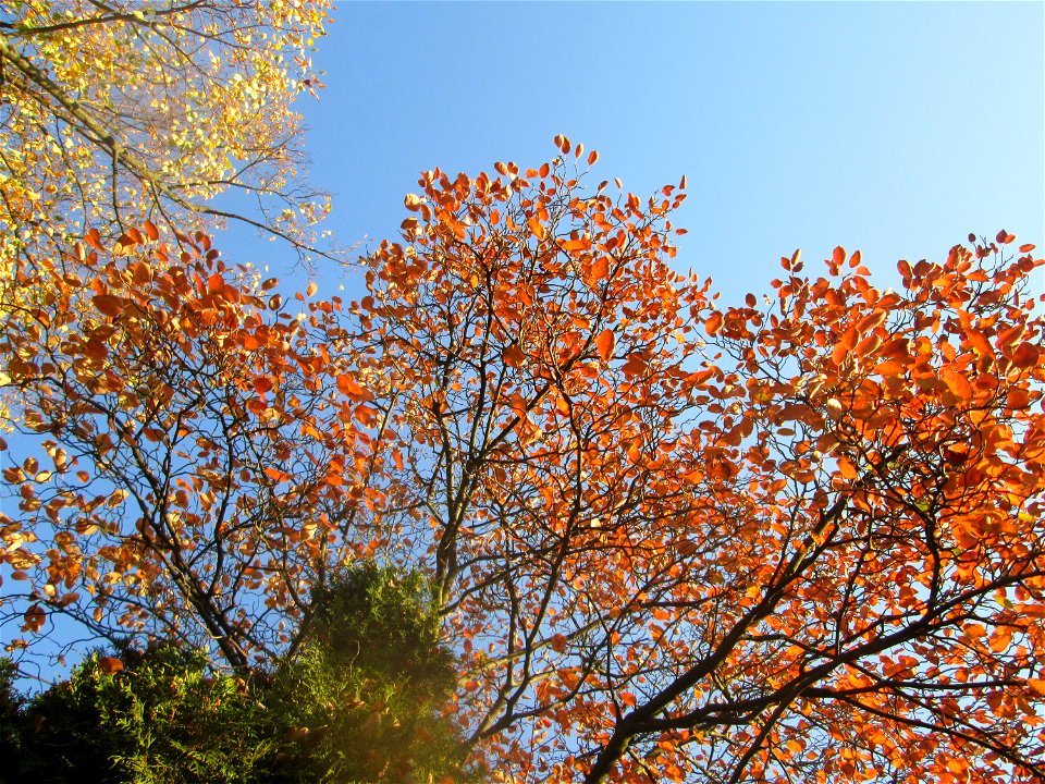 Kupfer-Felsenbirne (Amelanchier lamarckii) in Hockenheim - ursprünglich aus dem östlichen Nordamerika