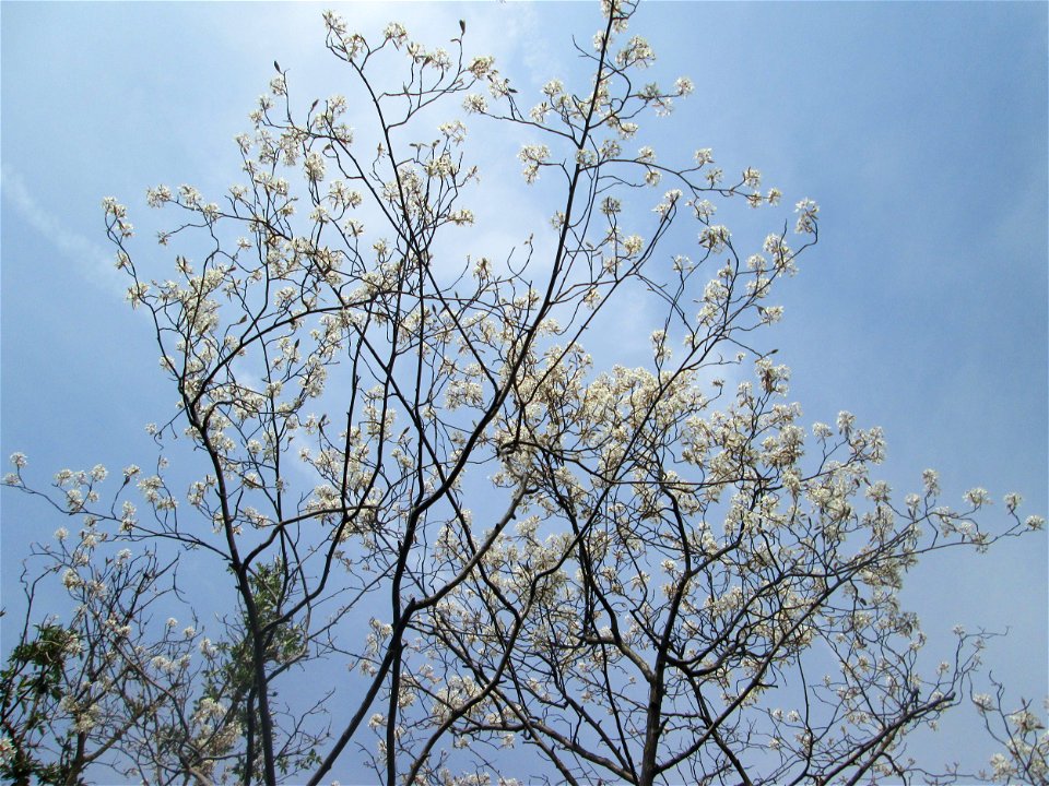 Kupfer-Felsenbirne (Amelanchier lamarckii) an einem Brückendamm in Hockenheim, an diesem Standort vermutlich ausgewildert - Ursprung: Nordamerika