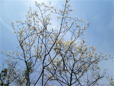 Kupfer-Felsenbirne (Amelanchier lamarckii) an einem Brückendamm in Hockenheim, an diesem Standort vermutlich ausgewildert - Ursprung: Nordamerika