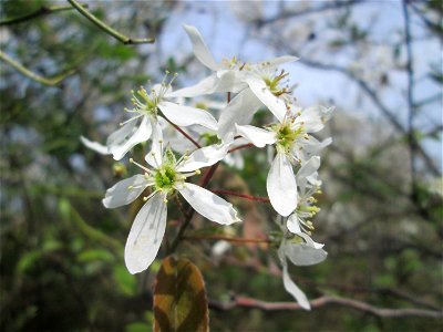 Kupfer-Felsenbirne (Amelanchier lamarckii) an einem Brückendamm in Hockenheim, an diesem Standort vermutlich ausgewildert - Ursprung: Nordamerika