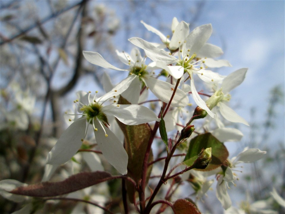 Kupfer-Felsenbirne (Amelanchier lamarckii) an einem Brückendamm in Hockenheim, an diesem Standort vermutlich ausgewildert - Ursprung: Nordamerika