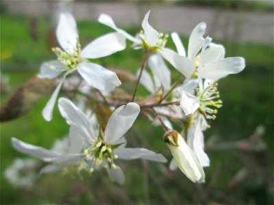 Kupfer-Felsenbirne (Amelanchier lamarckii) an einem Brückendamm in Hockenheim, an diesem Standort vermutlich ausgewildert - Ursprung: Nordamerika