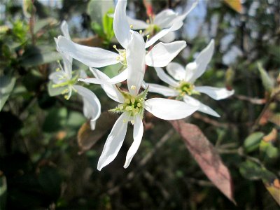 Kupfer-Felsenbirne (Amelanchier lamarckii) an einem Brückendamm in Hockenheim, an diesem Standort vermutlich ausgewildert - Ursprung: Nordamerika